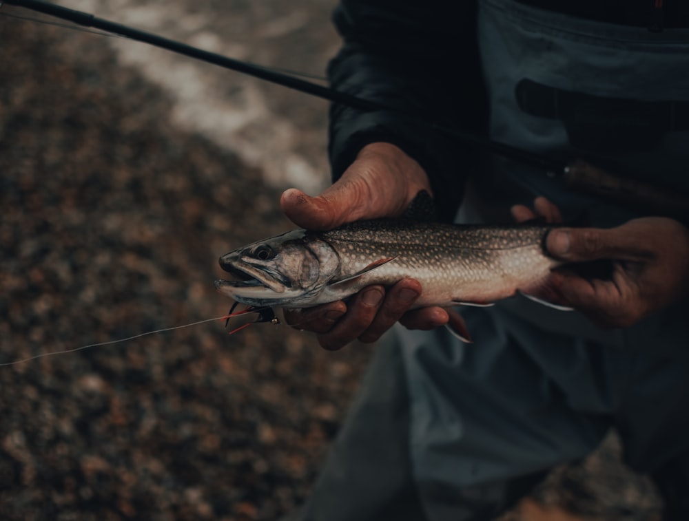 person holding gray and red fish