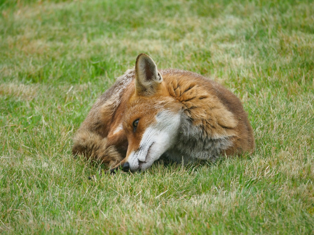 brown fox lying on green grass during daytime