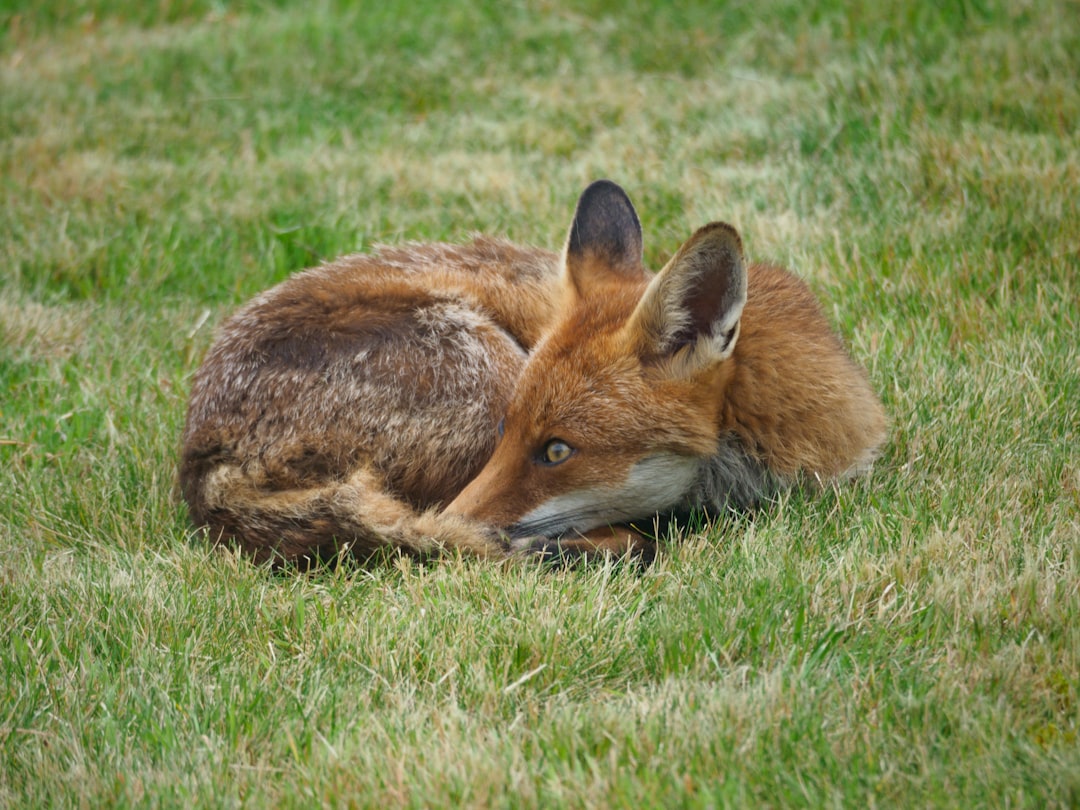 brown fox lying on green grass field during daytime