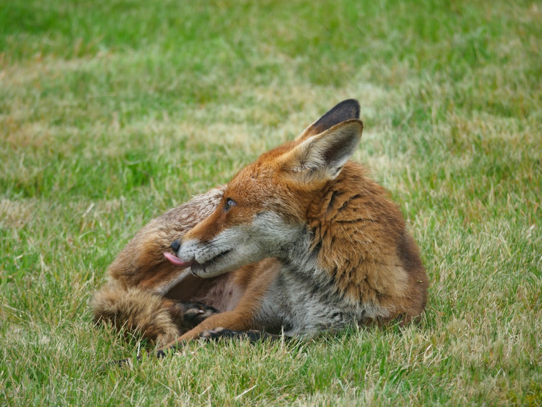 brown fox lying on green grass during daytime