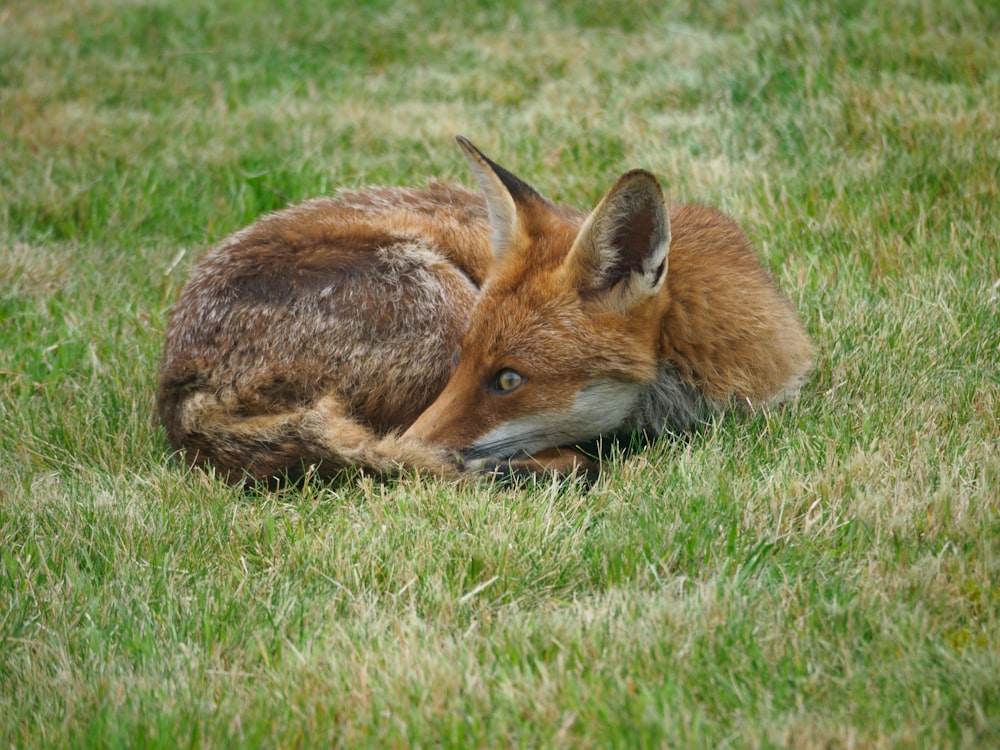 brown fox lying on green grass during daytime