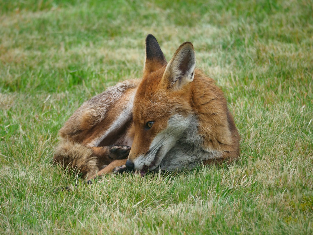 brown fox lying on green grass during daytime