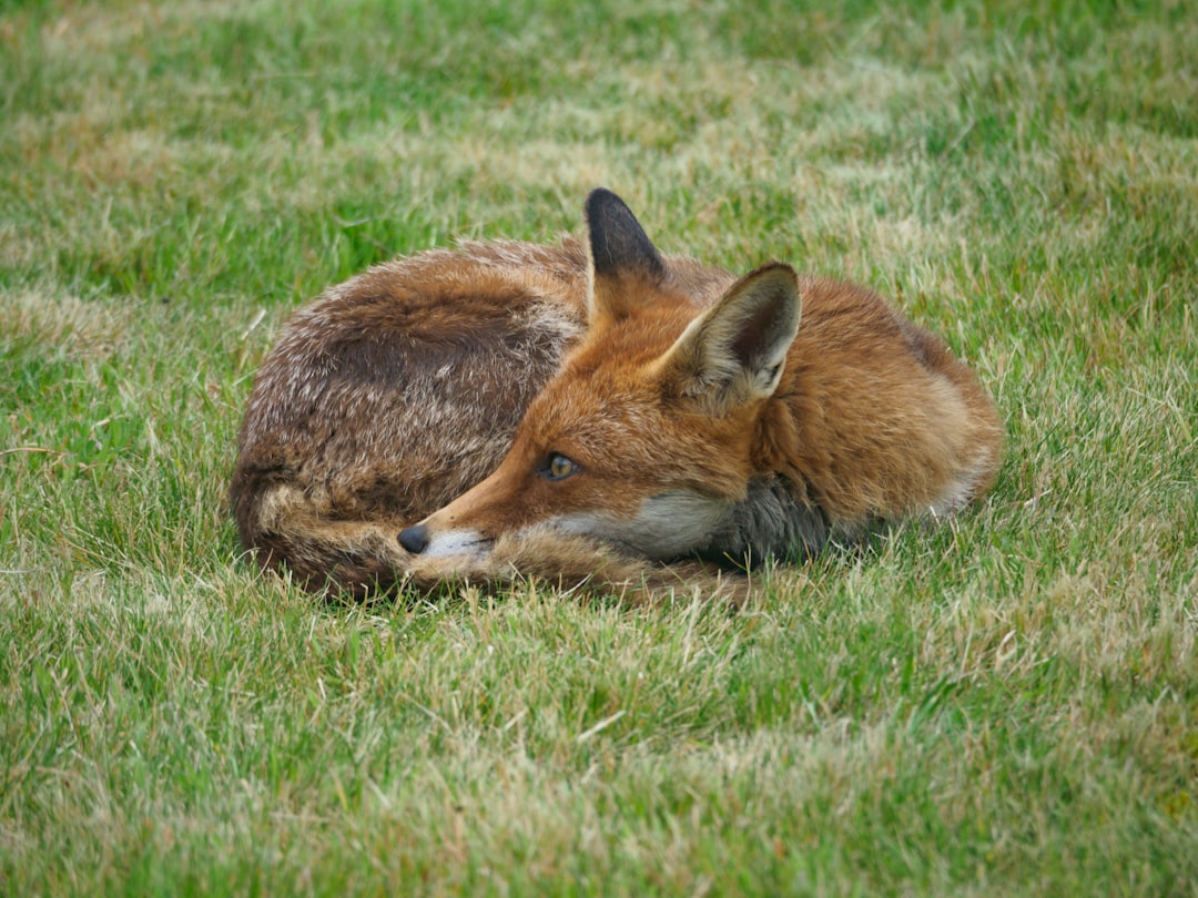 brown fox lying on green grass field during daytime