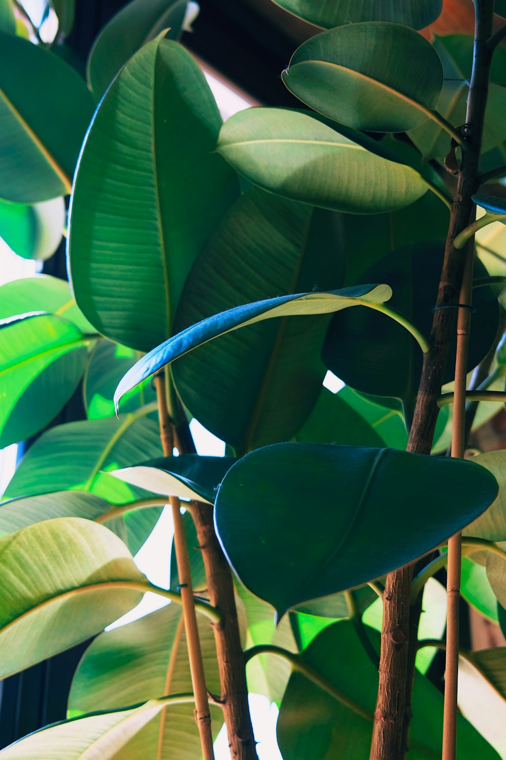 green leaf plant during daytime