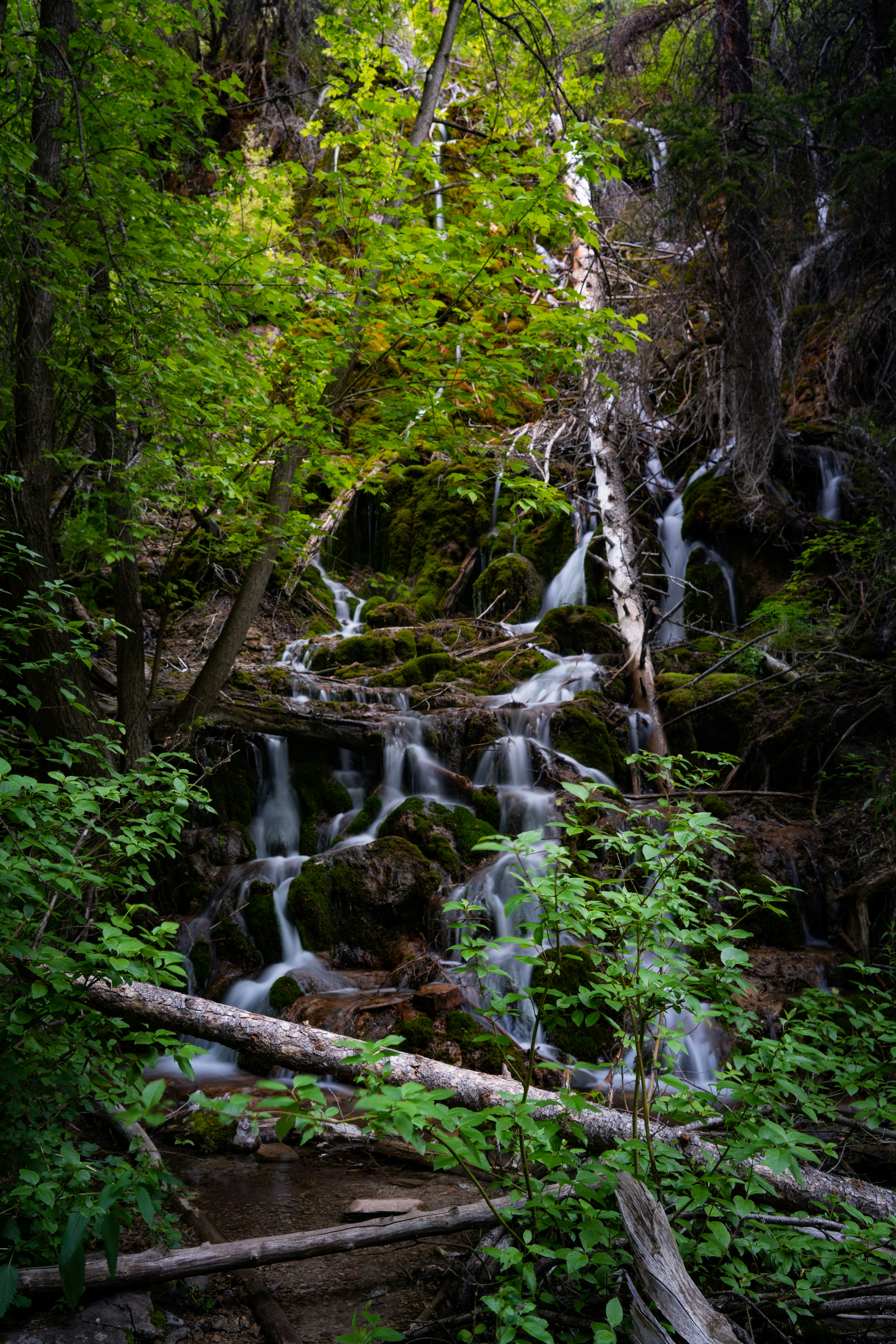 Small waterfall cascading through moss-covered evergreen forest