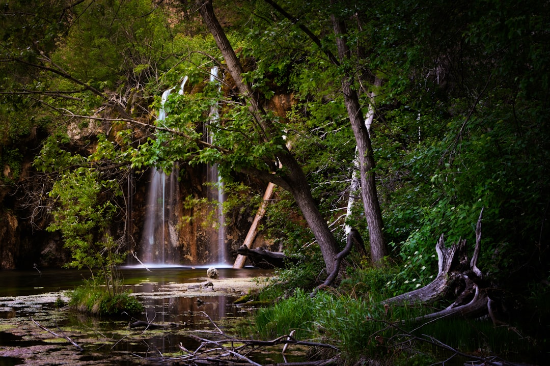 green trees on body of water during daytime