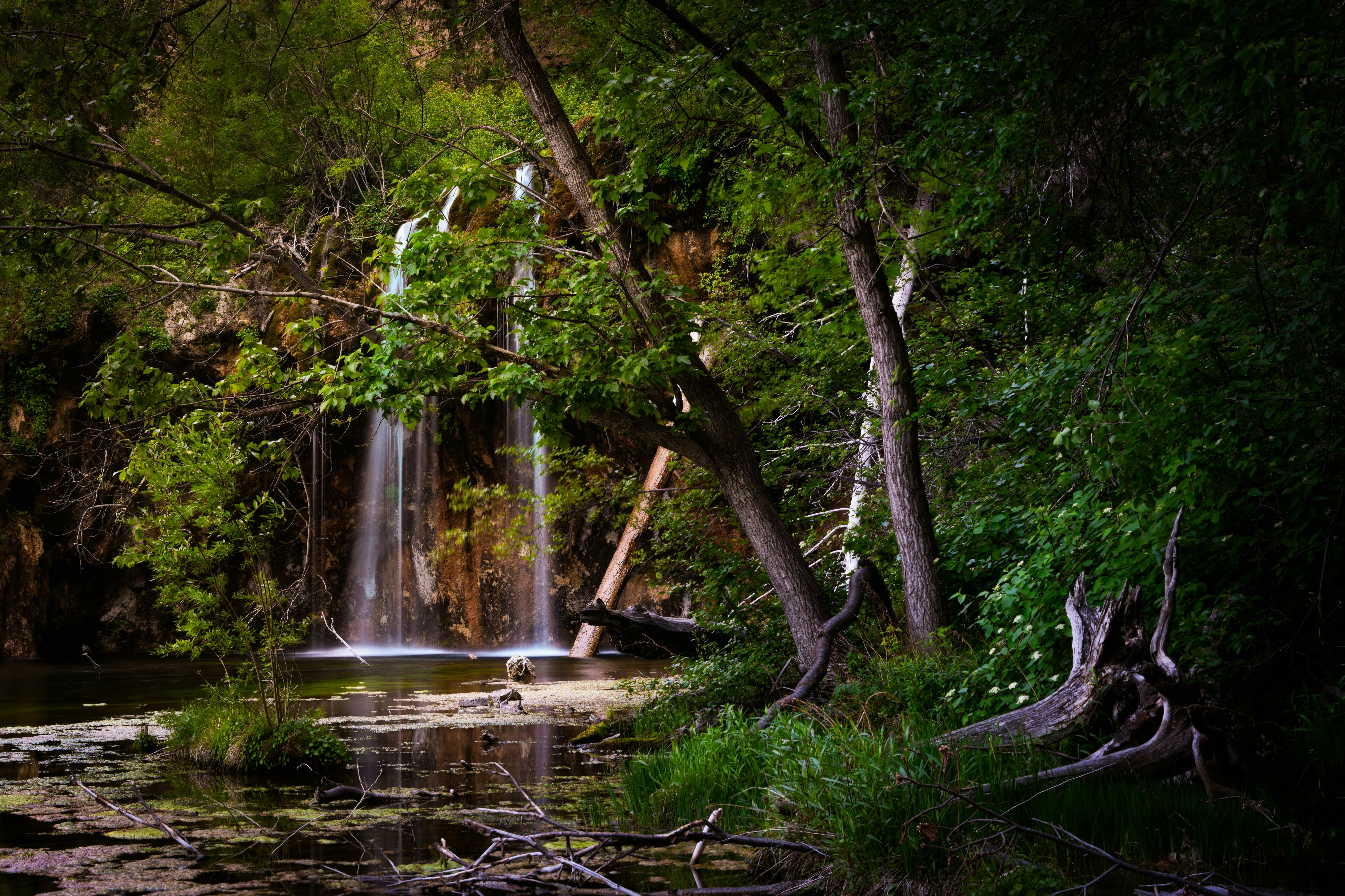 green trees on body of water during daytime