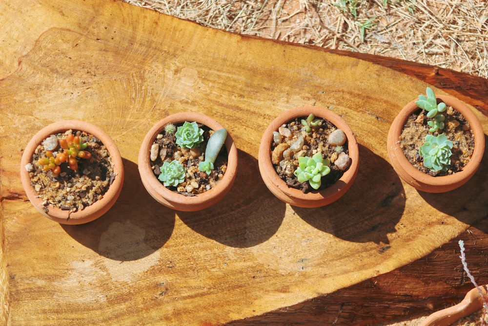 green potted plant on brown clay pot