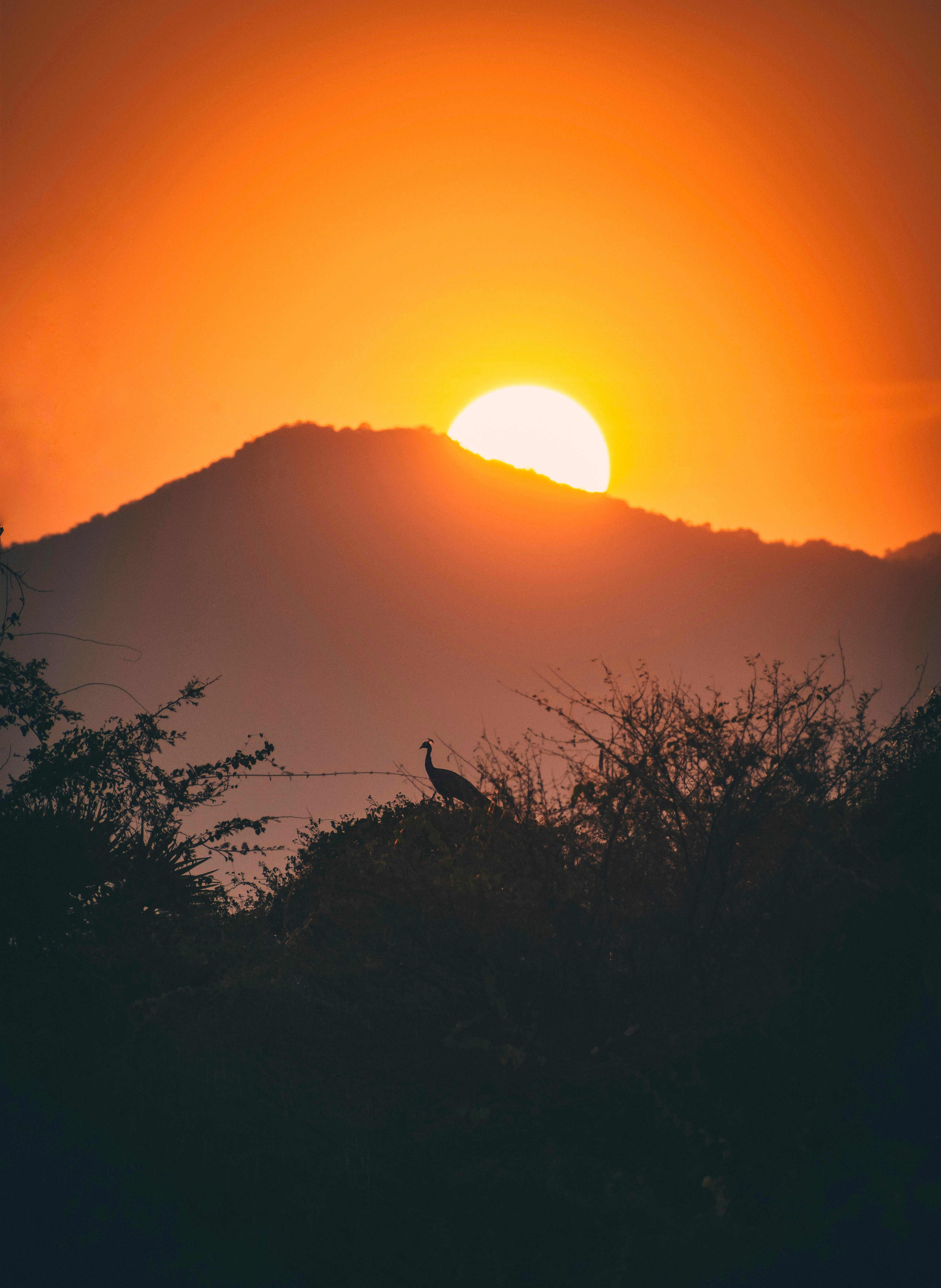 silhouette of trees during sunset