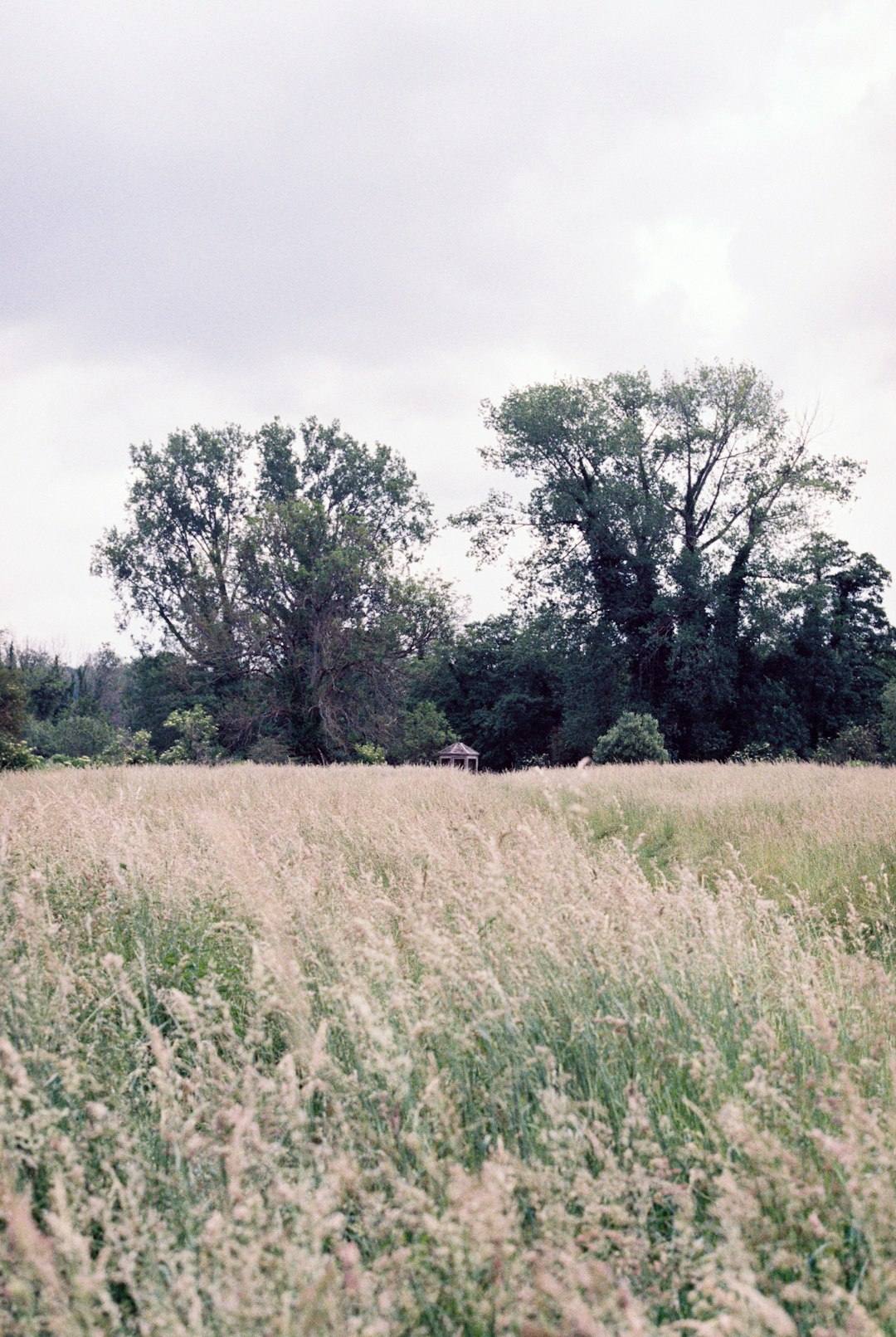 green trees on brown grass field under white sky during daytime