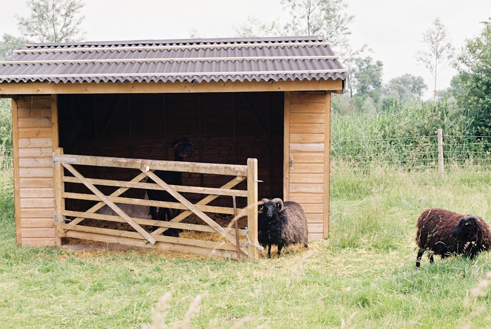 brown wooden house on green grass field during daytime