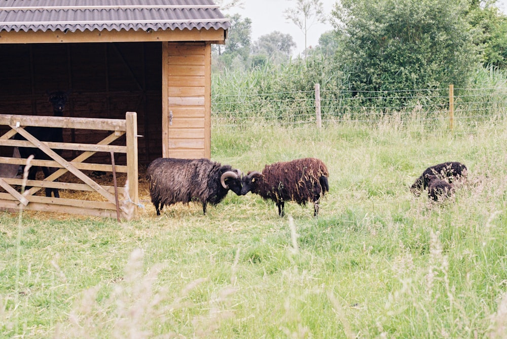 Braune Schafe auf grünem Grasfeld tagsüber