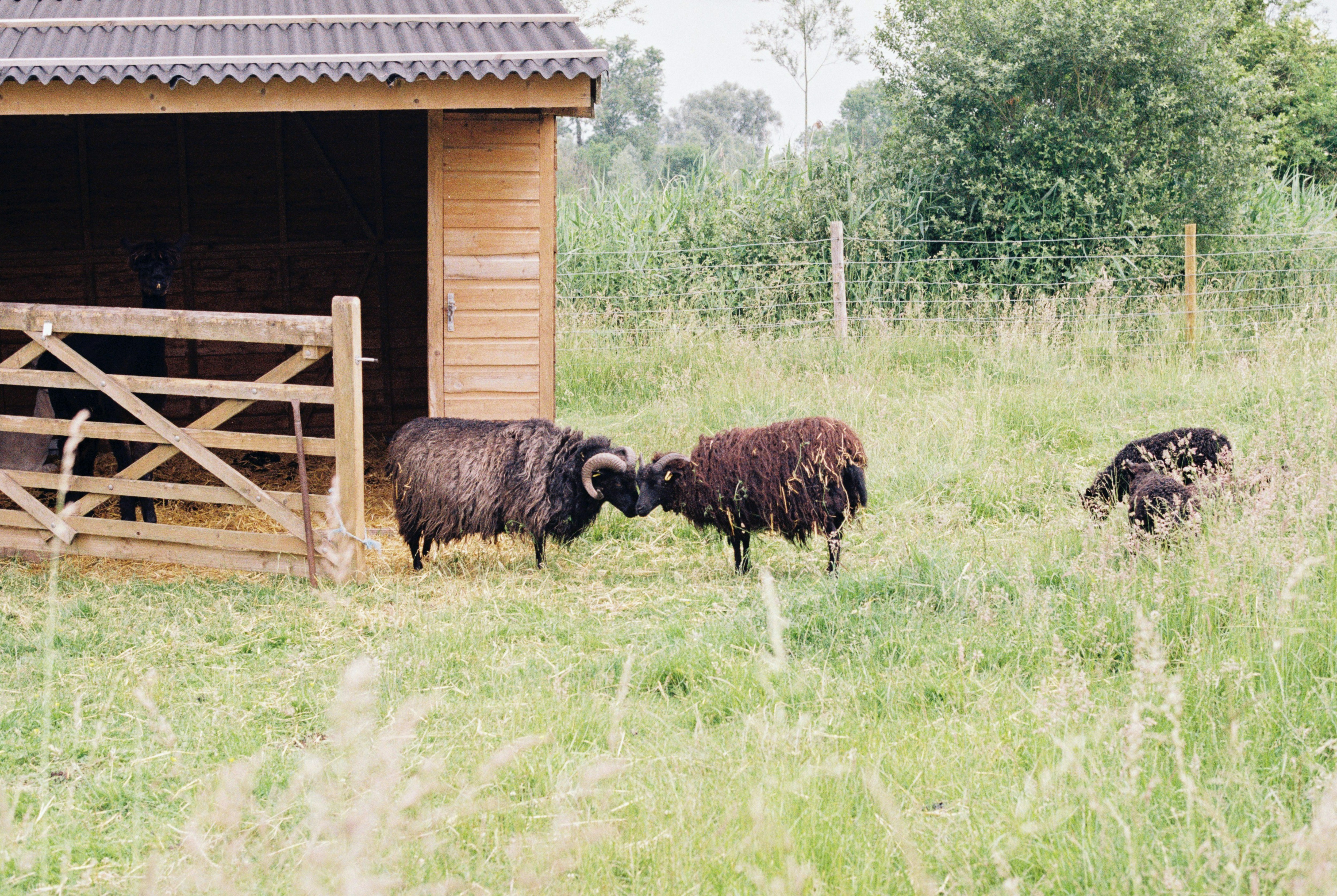 brown sheep on green grass field during daytime