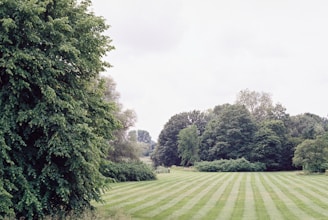 green grass field surrounded by green trees under white sky during daytime