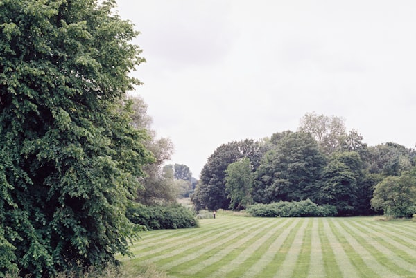 Green lawn surrounded by trees