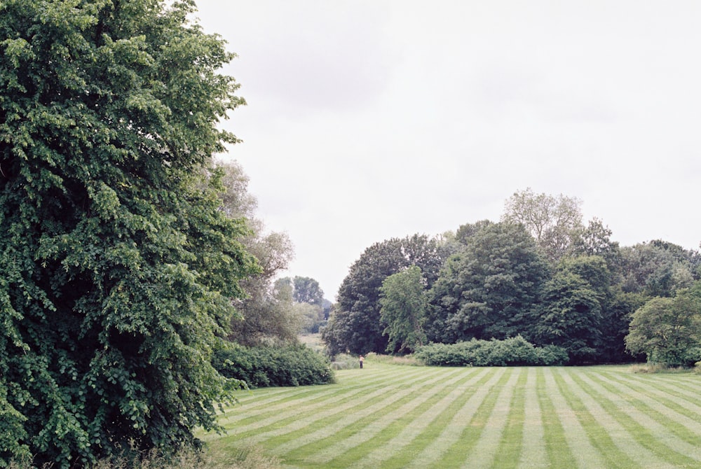 green grass field surrounded by green trees under white sky during daytime