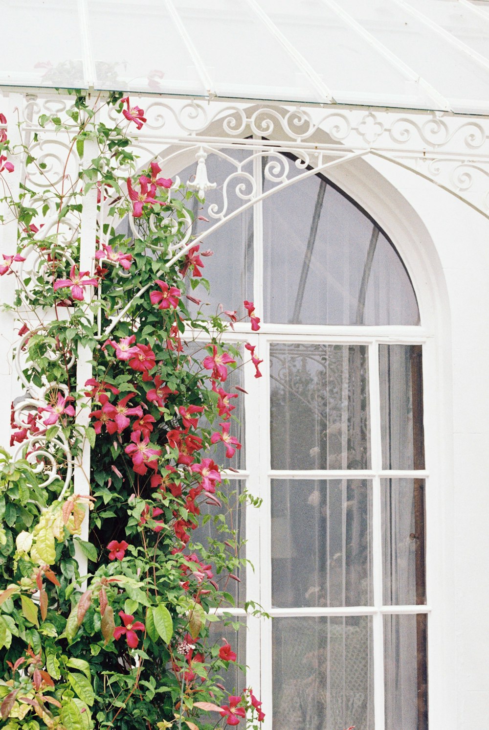 red and green plant on window