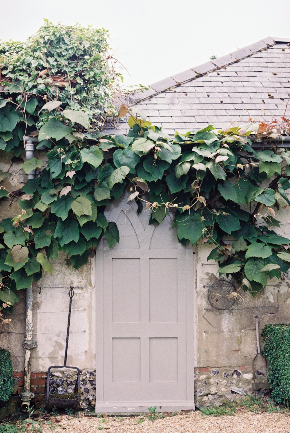 green vine plant on white wooden door
