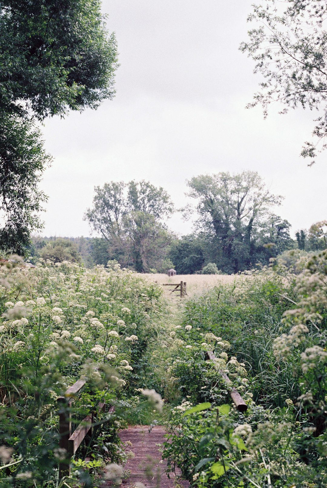 green plants and trees during daytime