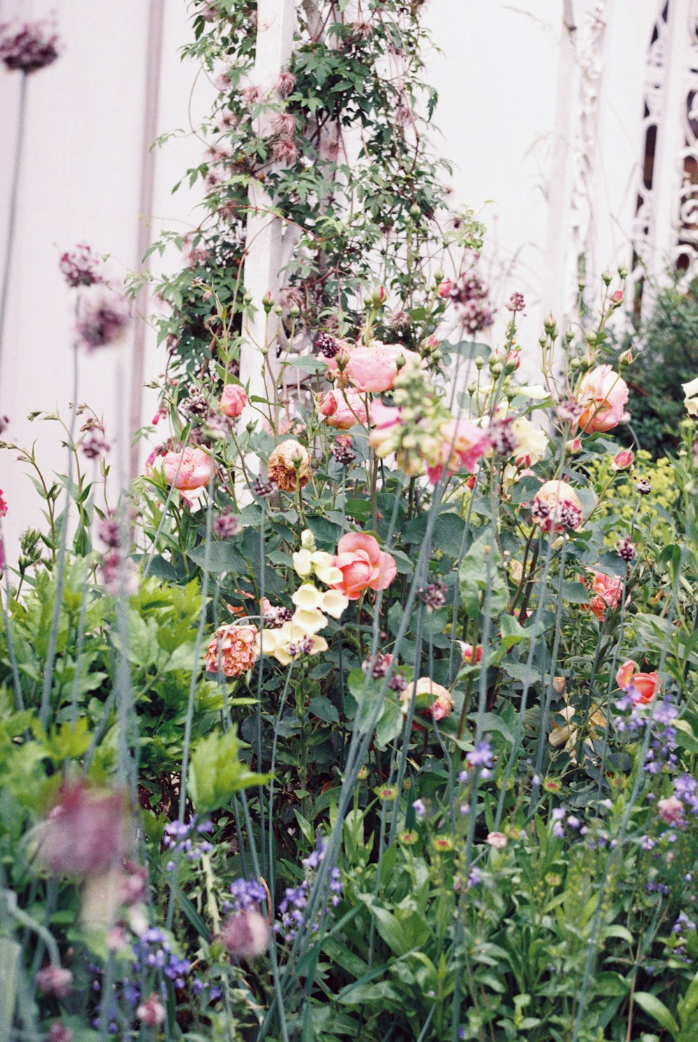 orange and yellow flowers in front of white wooden fence