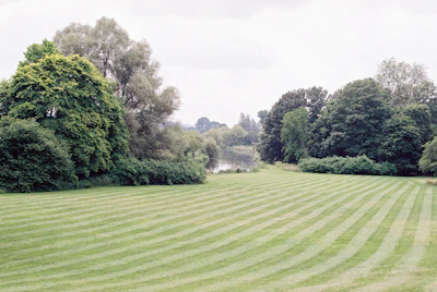 green grass field with trees