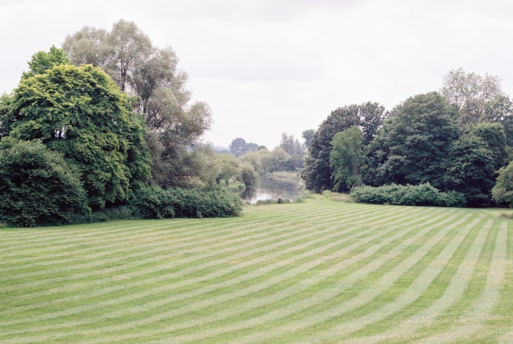 green grass field with trees