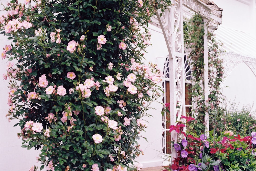 pink and white flowers on white wall
