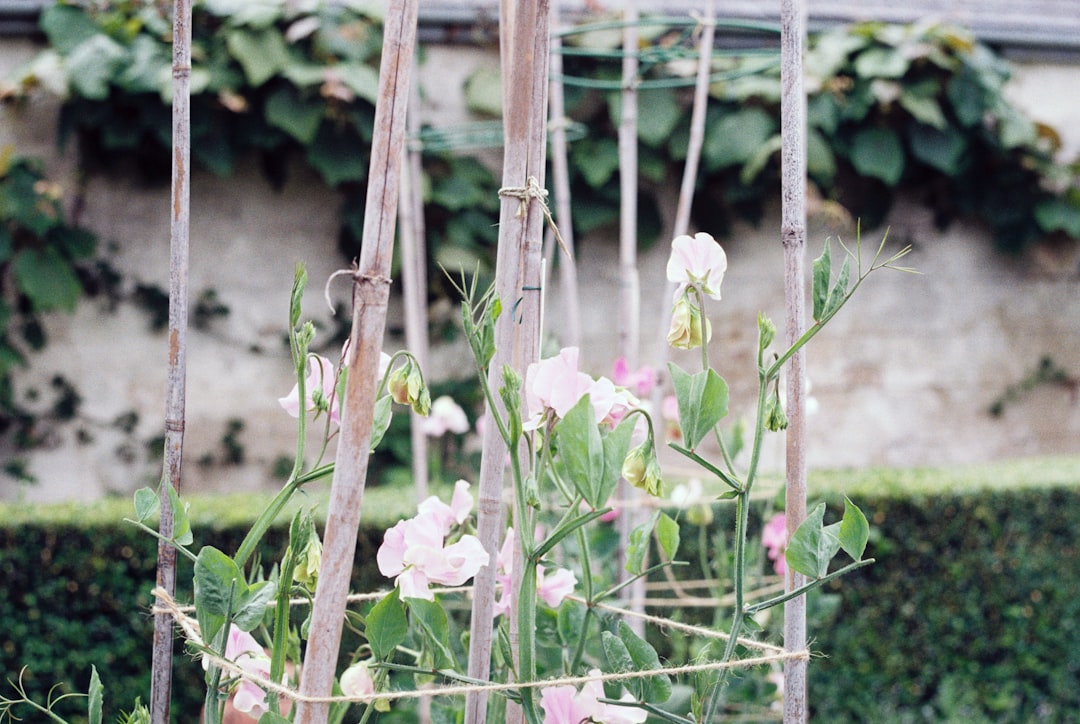 purple and white flowers in garden