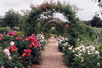 red flowers on green grass field