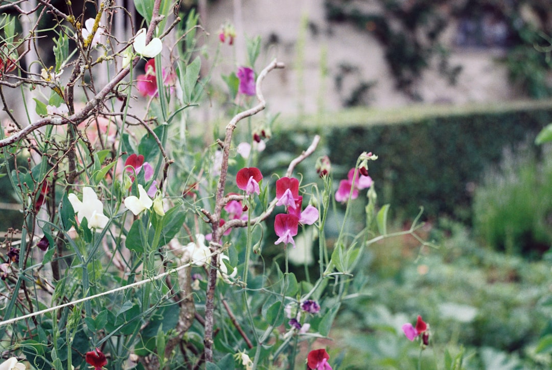 pink and white flowers in tilt shift lens