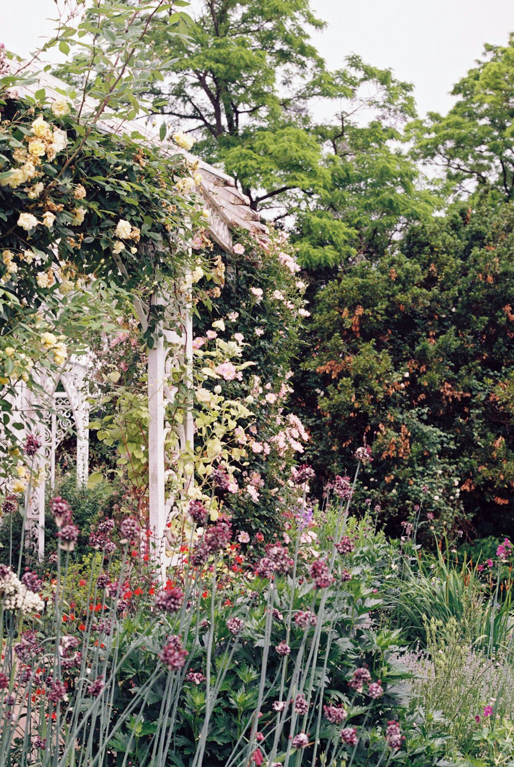 green tree with white flowers