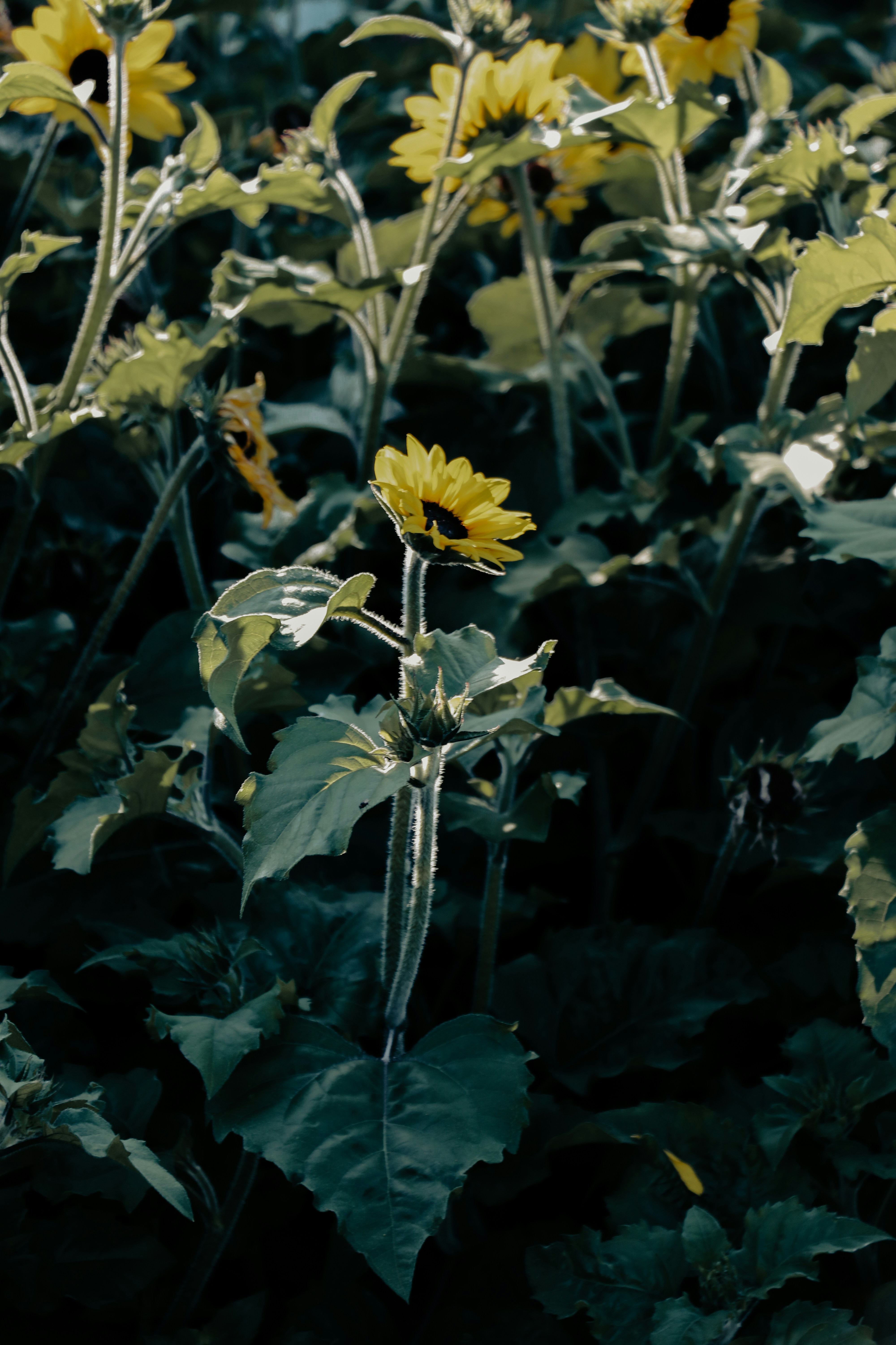 Photo by agzed