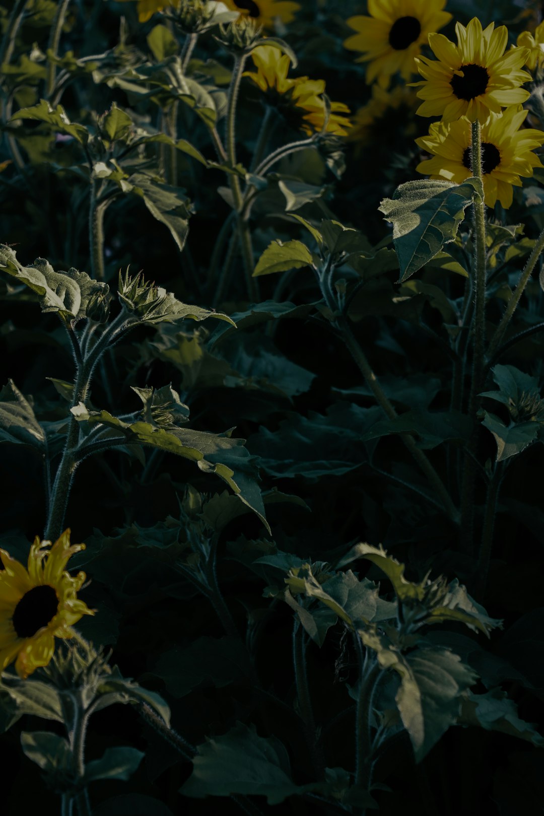 yellow sunflower in bloom during daytime