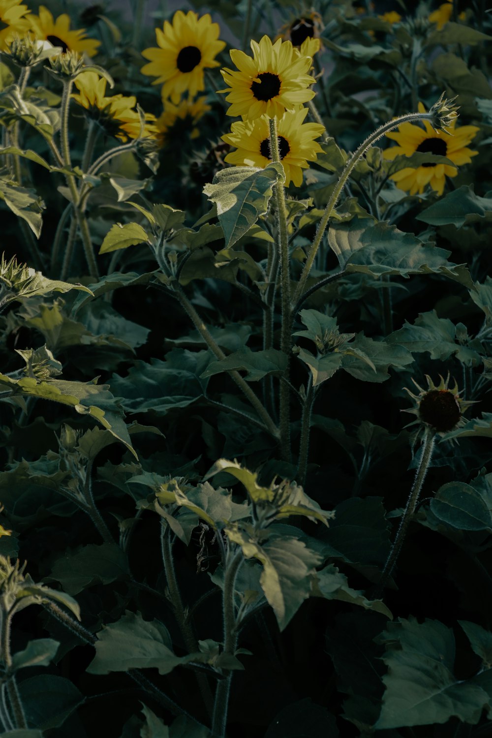 Campo de girasoles amarillos durante el día