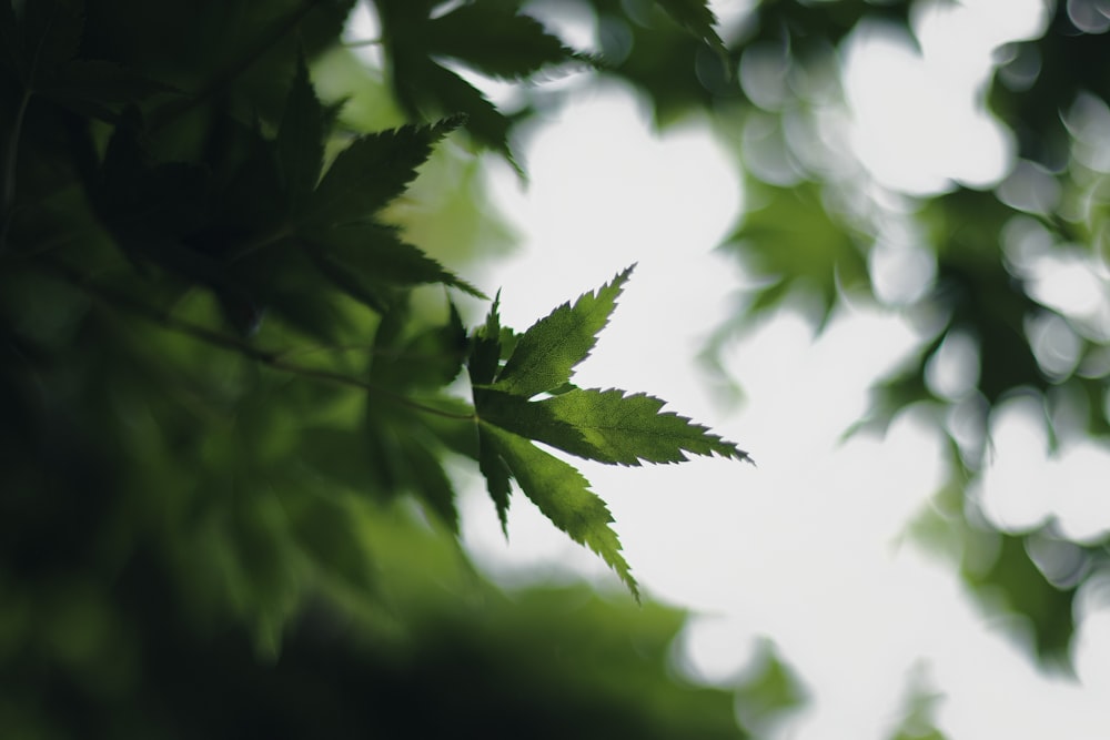 green leaves in close up photography