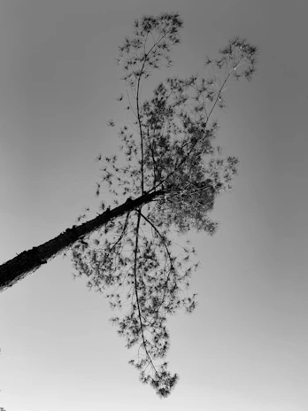 A minimalist black and white photograph capturing the delicate shadows of a lone tree against a soft sky.