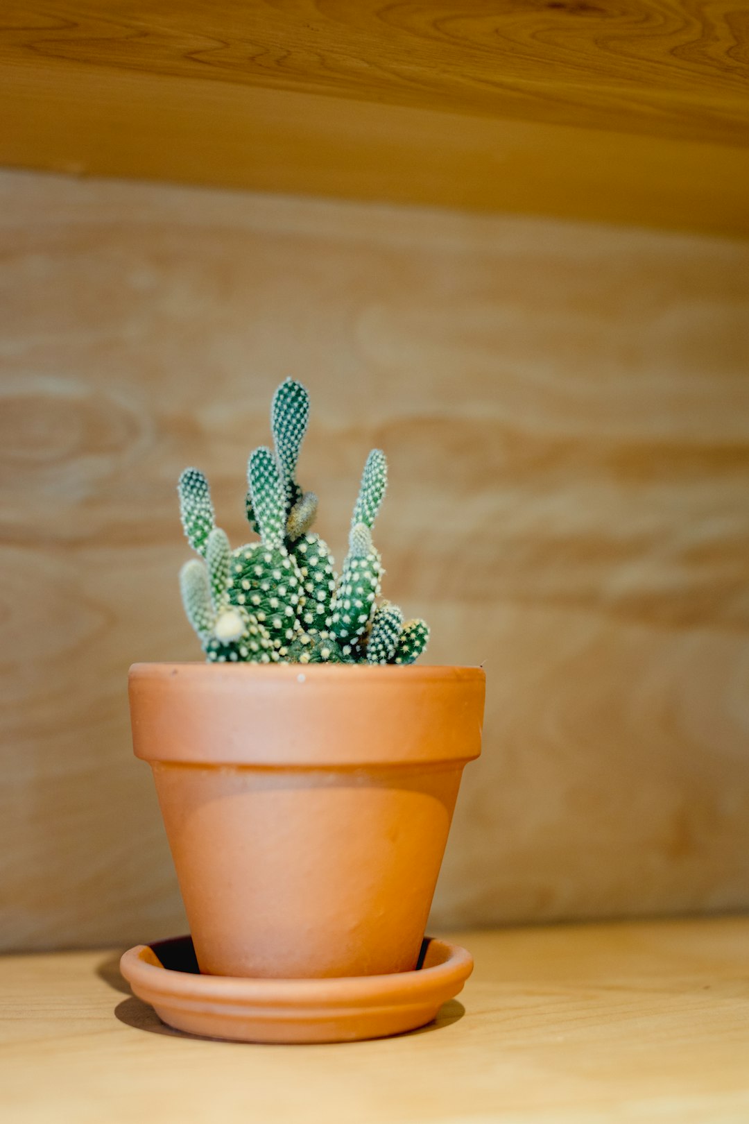 green cactus in brown clay pot