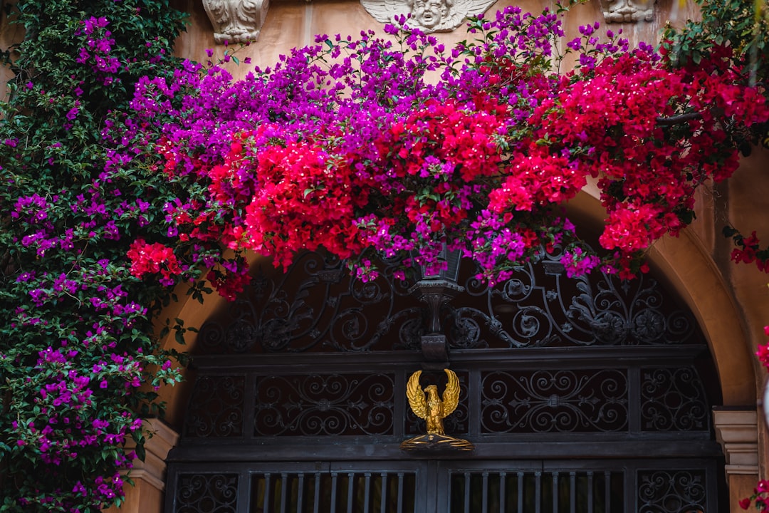 pink flowers near black wooden door