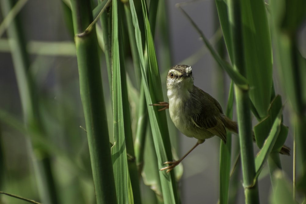 Un petit oiseau perché au sommet d’une plante verte