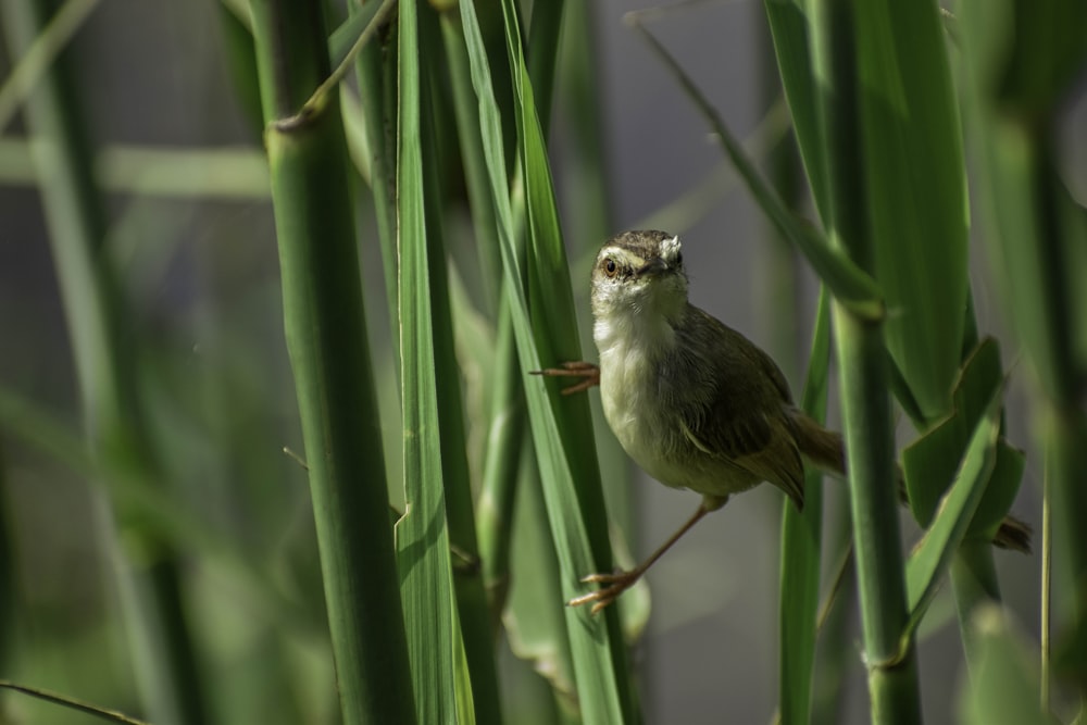 Un piccolo uccello appollaiato sulla cima di una pianta verde