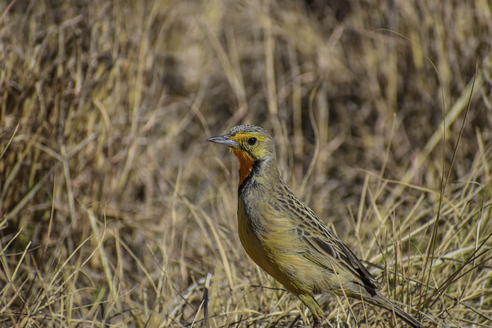 a bird standing in a field of dry grass
