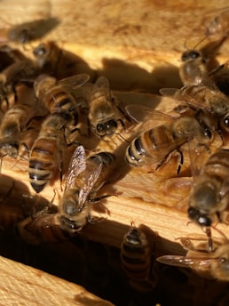 A close-up view of several bees gathered on a wooden honeycomb. The bees are visibly detailed, showcasing their wings, stripes, and bodies as they cluster together.