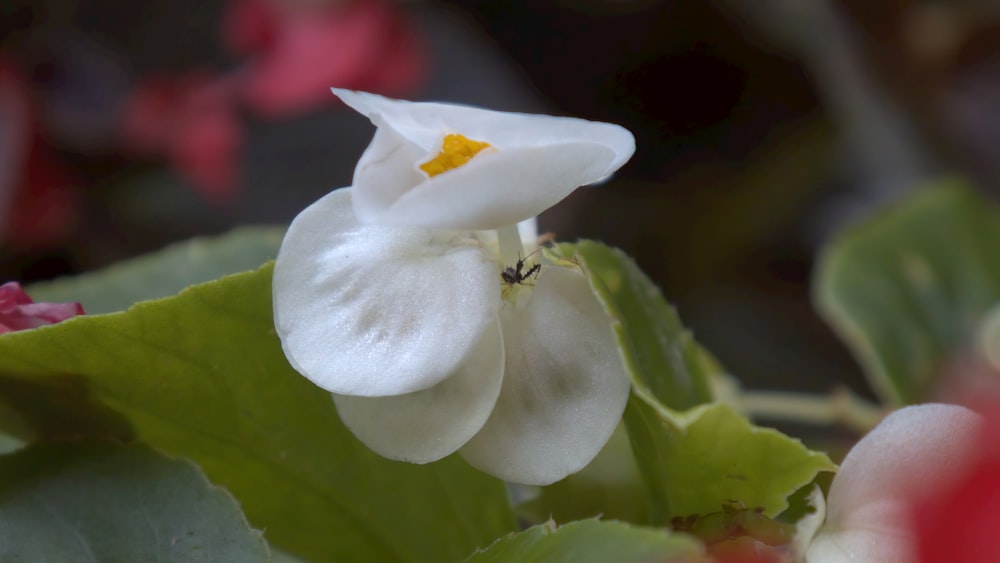 white flower with green leaves