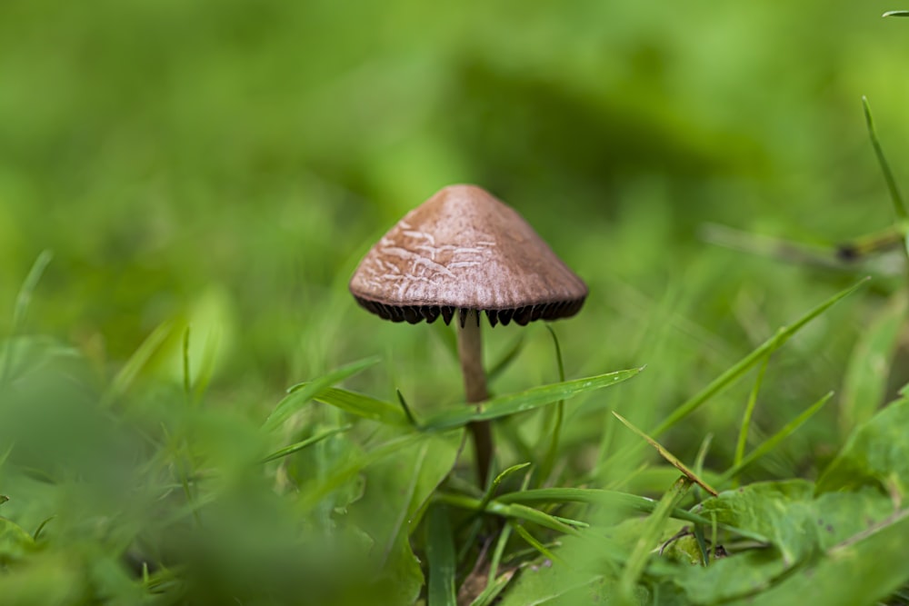 Champiñón marrón en un campo de hierba verde durante el día