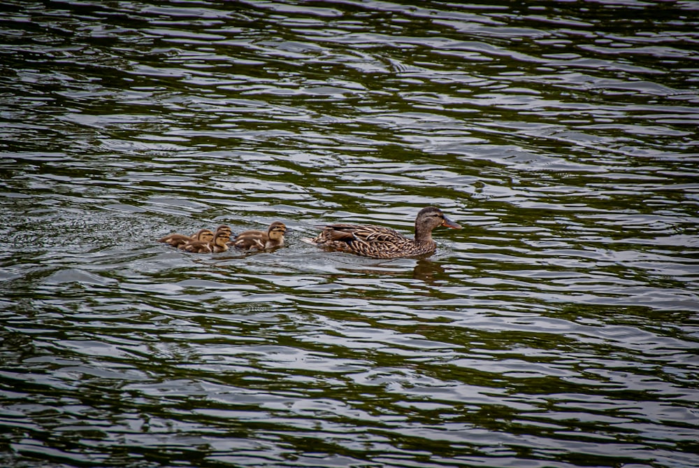 brown duck on water during daytime