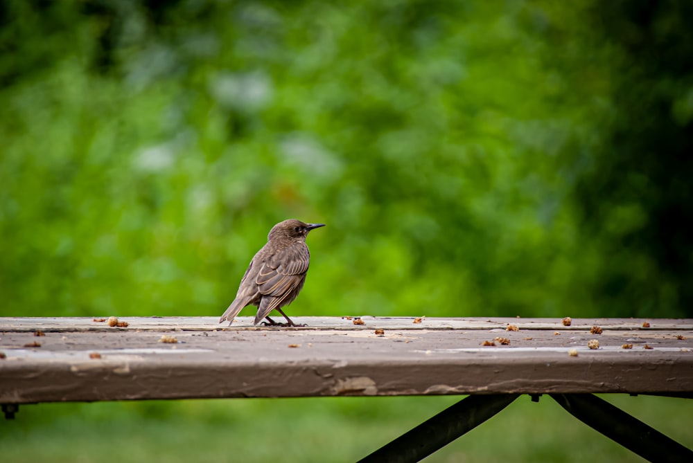 brown bird on brown wooden fence during daytime