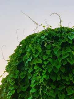 Philodendron climbing a moss pole, showing new heart-shaped leaves unfurling.
