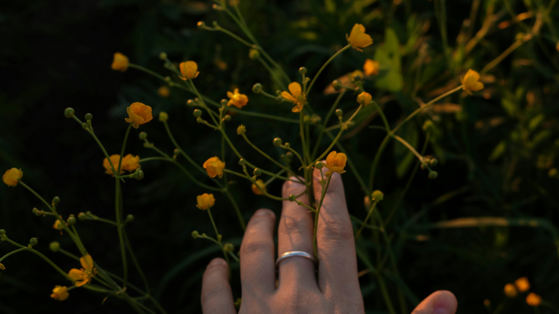 person holding yellow flower during daytime