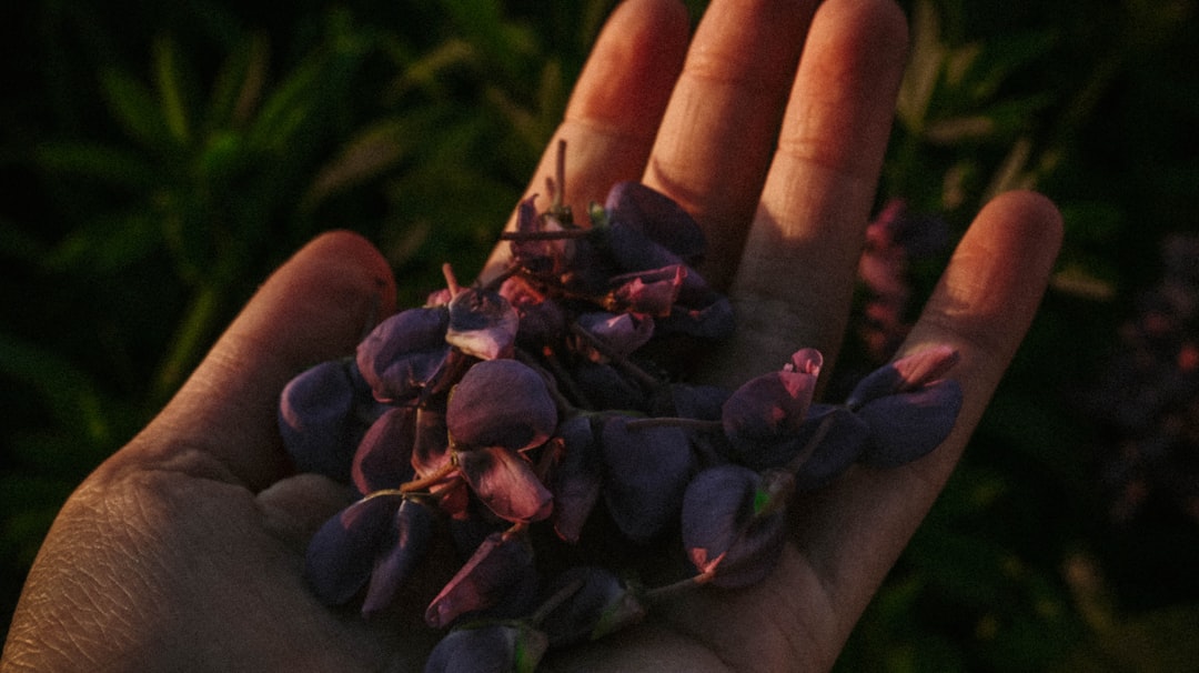 purple round fruits on persons hand
