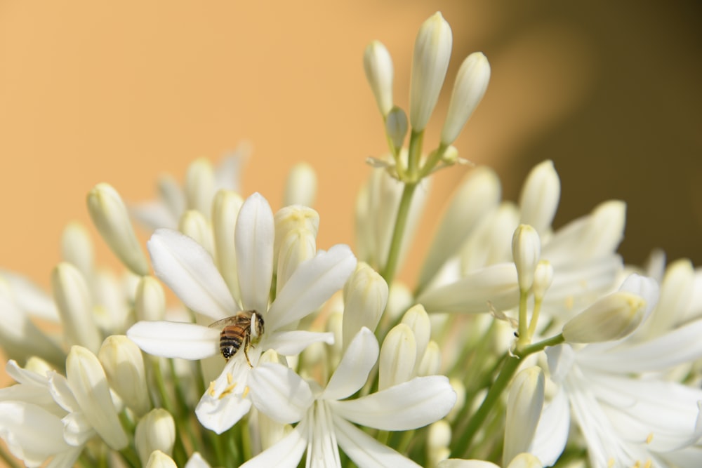 yellow and black bee on white flower